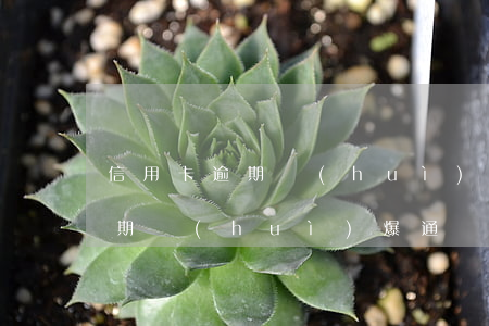 信用卡逾期會(huì)爆通訊錄(信用卡逾期會(huì)爆通訊錄嗎?會(huì)郵寄法律文件到單位嗎?)