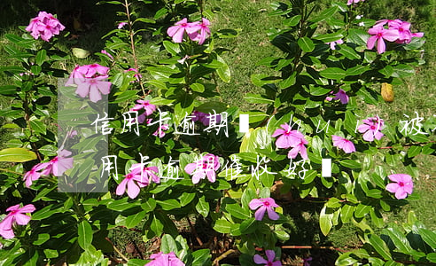信用卡逾期會(huì)被不停的催嗎(做信用卡逾期催收好嗎)