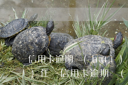信用卡逾期會(huì)被判刑事責(zé)任嗎（信用卡逾期會(huì)被判刑事責(zé)任嗎）