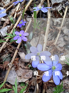 信用卡逾期會(huì)被告上法庭嗎(別人用信用卡逾期可以起訴嗎)