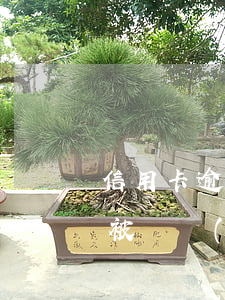 信用卡逾期會(huì)被定性為詐騙嗎(因被騙導(dǎo)致信用卡逾期)