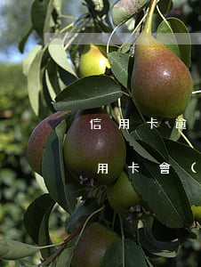 信用卡逾期會(huì)被拉黑嗎 欠多少信用卡會(huì)被拉黑
