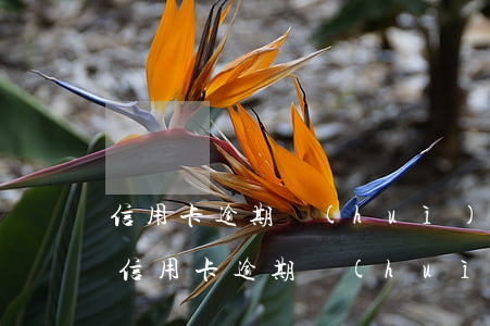 信用卡逾期會(huì)被轟炸嗎貼吧論壇（信用卡逾期會(huì)被轟炸嗎貼吧）
