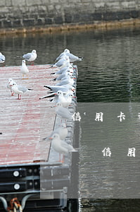 信用卡逾期會(huì)計(jì)入征信嗎(信用卡逾期銀行要征信報(bào)告干嘛)