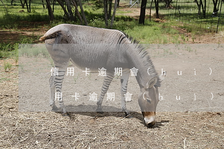 信用卡逾期會(huì)連累老婆的嗎(我信用卡逾期會(huì)不會(huì)影響我老婆)