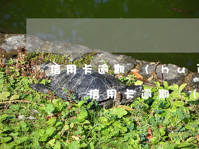 信用卡逾期會(huì)進(jìn)黑名單嗎(信用卡逾期會(huì)成為黑名單嗎)