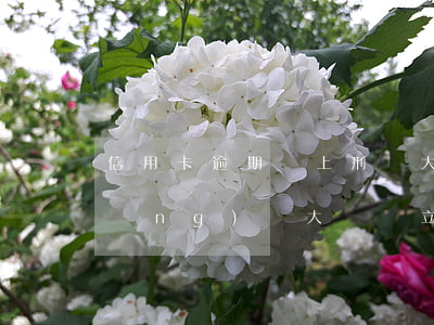 信用卡逾期會上刑偵大隊(信用卡逾期經(jīng)偵大隊會立案嗎)
