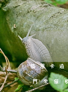 信用卡逾期會上門催債么(信用卡逾期了會上門來催收嗎)