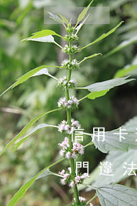 信用卡逾期會上門收錢么(信用卡逾期催收上門違法嗎)