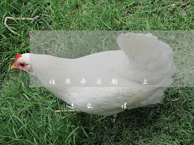 信用卡逾期會上門約談嗎(信用卡逾期上門約談怎么處理)