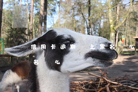 信用卡逾期會上黑名單么(信用卡逾期會上黑名單么)