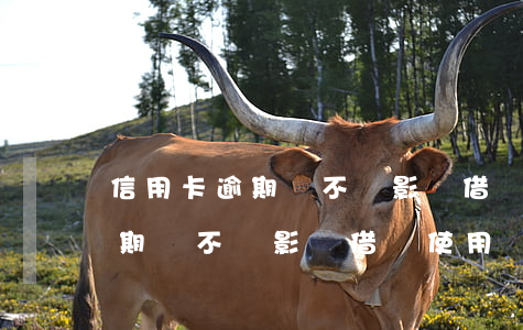 信用卡逾期會不會影響借唄使用-信用卡逾期會不會影響借唄使用額度