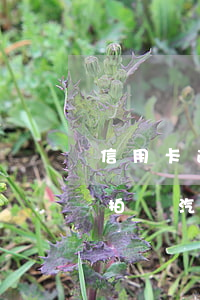 信用卡逾期會不會拍賣名下汽車 欠信用卡會拍賣汽車嗎
