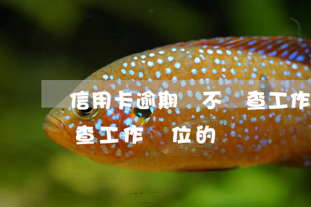 信用卡逾期會不會查工作(信用卡逾期會不會查工作單位的電話號碼)