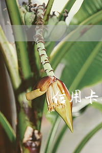 信用卡逾期會不會變呆賬(逾期多長時間變呆賬)