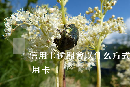 信用卡逾期會以什么方式通知(逾期后申請信用卡)