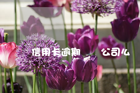 信用卡逾期會來公司么