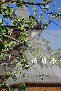 信用卡逾期會凍結(jié)名下銀行卡嗎