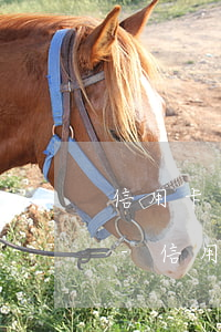 信用卡逾期會凍結(jié)老公信用卡嗎-信用卡逾期會凍結(jié)老公信用卡嗎知乎