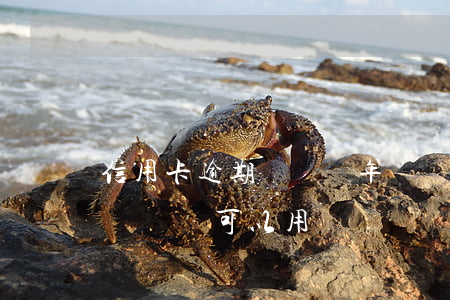 信用卡逾期會凍結年費嗎(信用卡逾期一年被凍結還可以用嗎)