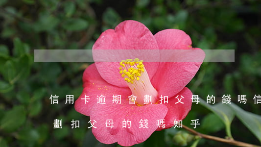 信用卡逾期會劃扣父母的錢嗎(信用卡逾期會劃扣父母的錢嗎知乎)