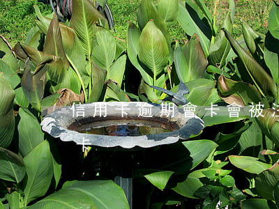 信用卡逾期會卡會被注銷嗎(逾期后注銷信用卡)