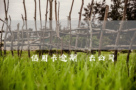 信用卡逾期會去公司
