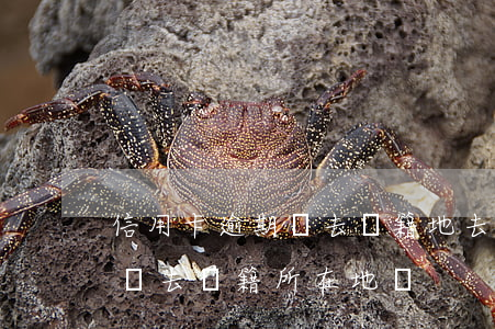 信用卡逾期會去戶籍地去追要嗎-欠信用卡會去戶籍所在地嗎