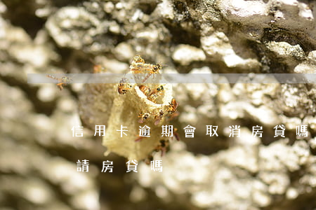 信用卡逾期會取消房貸嗎(信用卡逾期可以申請房貸嗎)