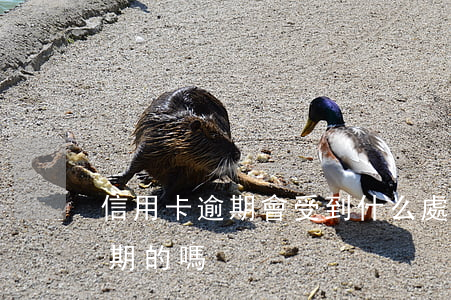 信用卡逾期會受到什么處罰(有處理信用卡逾期的嗎)