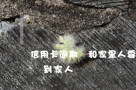 信用卡逾期會和家里人要嗎(信用卡逾期會影響到家人嗎)