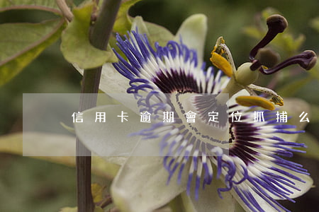 信用卡逾期會定位抓捕么