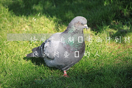 信用卡逾期會寄函件到村委嘛-欠信用卡會通知村委會的人?