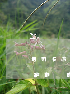 信用卡逾期會導(dǎo)致什么影響(貸款逾期與信用卡逾期的后果是什么)
