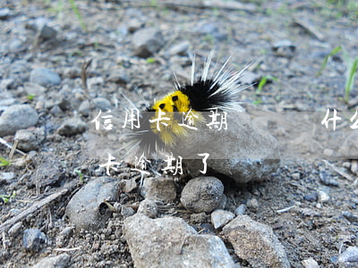信用卡逾期會帶來什么樣的后果(什么叫信用卡逾期了)