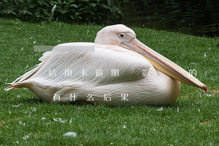 信用卡逾期會影響別的嗎(銀行卡信用卡逾期有什么后果)