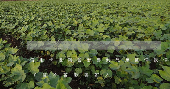 信用卡逾期會影響到兄弟征信(我信用卡逾期了會不會影響家人)
