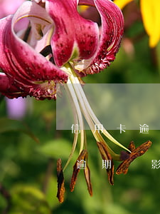 信用卡逾期會影響審批中的貸款嗎-信用卡逾期會影響審批中的貸款嗎