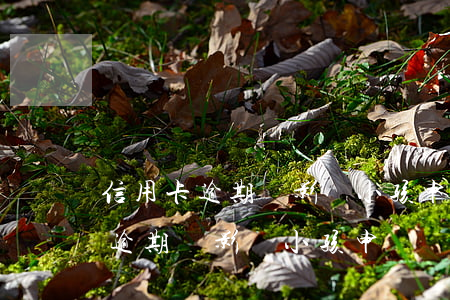 信用卡逾期會影響小孩申請學位嗎-信用卡逾期會影響小孩申請學位嗎知乎