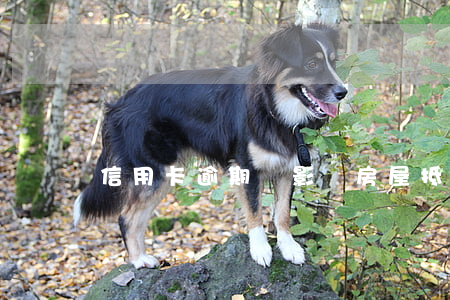 信用卡逾期會影響房屋抵押嘛