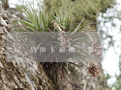 信用卡逾期會影響辦工資卡嗎 信用卡逾期會影響辦工資卡嗎