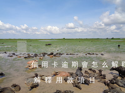 信用卡逾期會怎么解釋-信用卡逾期會怎么解釋用款項目