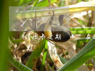 信用卡逾期會成為在逃(因刑拘導致信用卡逾期)