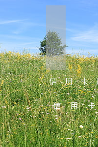信用卡逾期會房產(chǎn)(有房貸之后信用卡逾期)