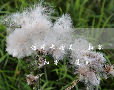 信用卡逾期會扣零錢通的錢嗎(欠信用卡會不會扣零錢通的錢)