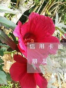 信用卡逾期會找緊急聯(lián)系人(被朋友信用卡填的緊急聯(lián)系人現(xiàn)在逾期了銀行催收騷擾)
