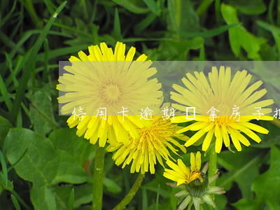 信用卡逾期會拿房子抵押嗎