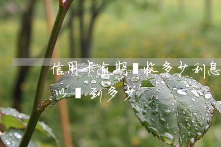 信用卡逾期會收多少利息(信用卡逾期利息可以達到多少)