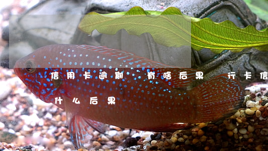 信用卡逾期會有啥后果(銀行卡信用卡逾期有什么后果)