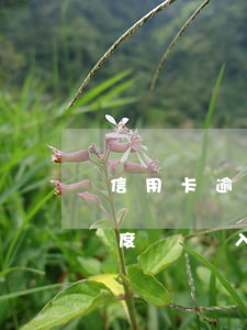 信用卡逾期會有黑點嗎(信用卡逾期到什么程度會進入黑名單)